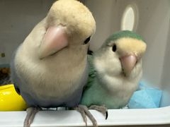 -吾叁·吉趣鸟咖(万科店)