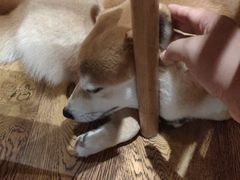 -柴务处·柴犬主题狗咖