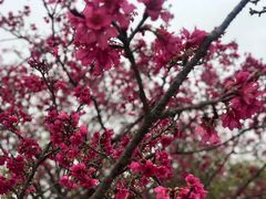 -天适樱花悠乐园