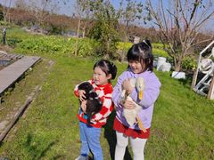 -樂桃源奉贤黄桃种植采摘基地