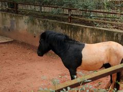 -广东茂名森林公园