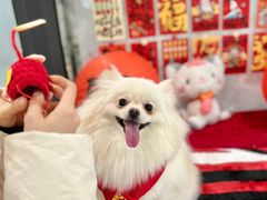 -奈斯宠物医院·核磁CT·异宠专科·内镜(中南店)