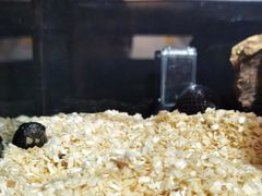 -酷以爬仙阁实体爬宠店·守宫·蜥蜴·专业繁育