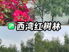-宝安西湾红树林湿地公园