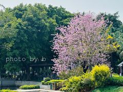 -荔湾湖公园