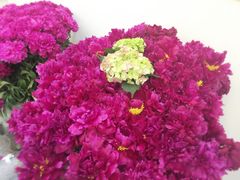 -洛阳郁金香牡丹园