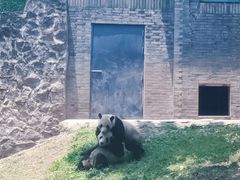 -都江堰中华大熊猫苑