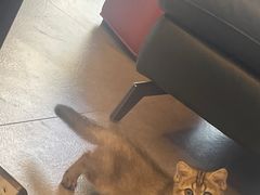 -义乌市派和宠物医院(贝村诊所)