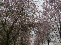 -广东花都湖国家湿地公园