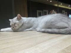 -藏猫猫咖啡主题馆(中央大道店)