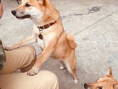 -柴犬高等学院·狗咖·柴犬售卖·宠物训练