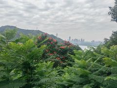 -深圳仙湖植物园
