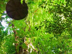 -Fern Forest Cafe