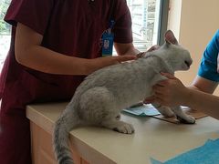 -芭比堂宠物医院·全科爱猫医院·仁德分院