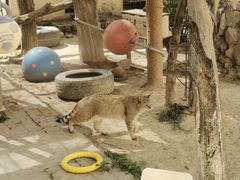 -青藏高原野生动物园