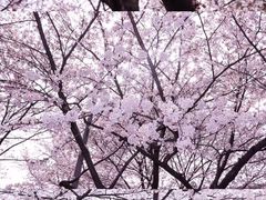 -武汉大学-樱园