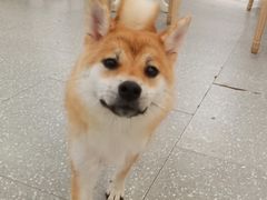 -Let's go狗咖·猫咖·奶狗·桌游(春熙路IFS店)