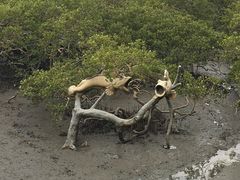 -北海金海湾红树林生态旅游区