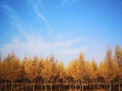 -塞罕坝国家级自然保护区