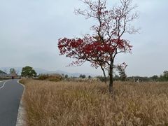 -良渚古城遗址公园