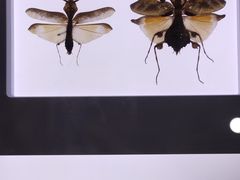 -上海昆虫博物馆