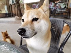 -柴犬高等学院·狗咖·柴犬售卖·宠物训练