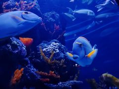 -成都浩海立方海洋公园