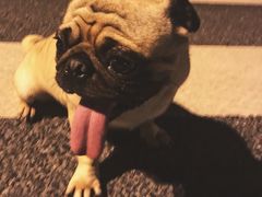 -芭比堂动物医院·犬猫全科·异宠专科(雁塔分院)