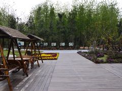 -合肥滨湖国家森林公园