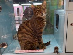 -FAELING PETS美天灵宠物(合生汇店)