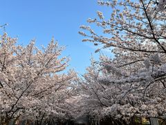 -高东镇樱花园