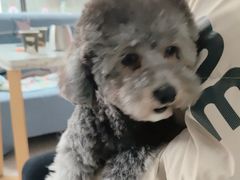 -翊宠yipet猫狗购宠庄园犬舍•猫舍