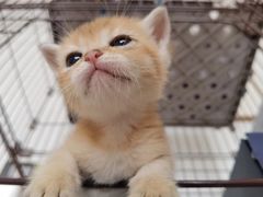 -爱侣宠医·鹦鹉专科·小型哺乳类·异宠专科(灵石路店)