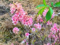 -南汇桃花村