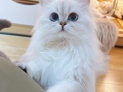 -爱侣宠医·鹦鹉专科·小型哺乳类·异宠专科(灵石路店)