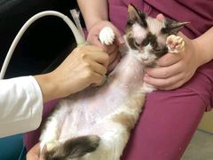-安安宠医宠物医院·异宠·犬猫内科(岳阳分院)