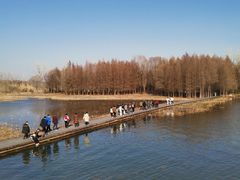 -溱湖国家湿地公园