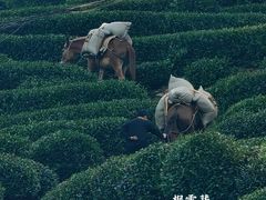 -十八棵（老龙井）御茶园(老龙井店)