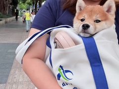 -瑞鹏宠物医院·骨科·猫科·内科(第一中心)