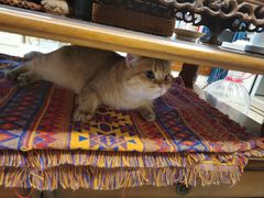 -贝康宠物医院·犬猫全科·小动物特色诊疗中心(东环路店)