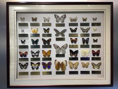 -上海昆虫博物馆