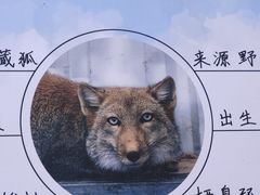 -青藏高原野生动物园