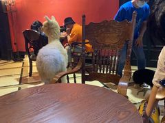 -猫色咖啡·猫咖