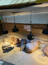 点击看大图 -Zoolung Zoolung动物主题公园(海信广场店)