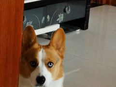 -宠福鑫康馨动物医院·骨科·眼科