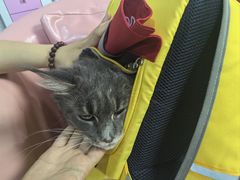 -中农大我爱我爱24h动物医院·中医针灸·猫专科·骨科医疗中心(双井店)
