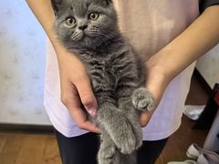 -佑安动物医院·全科·内窥镜中心(幸福巷店)