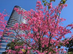 -洲头咀公园