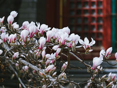 -潭柘寺景区