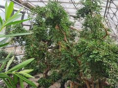 -北京植物园-展览温室